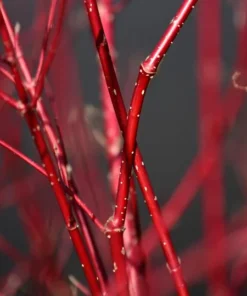2 Live Blazing Red Twig Dogwood Trees Stunning Winter Landscaping Trees Shrubs 2ft Tall