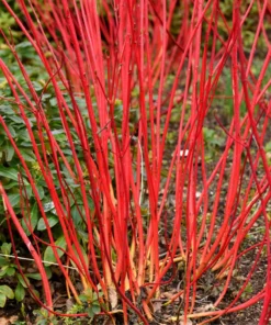 2 Live Blazing Red Twig Dogwood Trees Stunning Winter Landscaping Trees Shrubs 2ft Tall