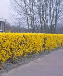 2 Live Forsythia Trees Bright Yellow Blooms Each Spring 3 Ft Tall Now