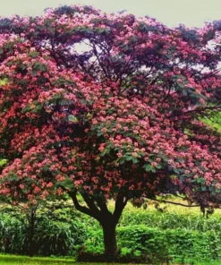 2 Live Mimosa Trees Pink Silk Blooms Umbrella Shaped Tree Attracts Butterflies 1 Ft Tall