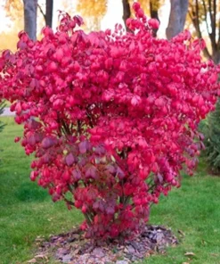 2 Live Moses Burning Bushes 1-2 Ft Tall Vibrant Deep Red Shrubs Small Trees