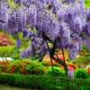 2 Live Purple Wisteria Vines 1 To 2 Ft Tall Live Tree Purple Flowering Tree Beautiful Vining Flower Clusters