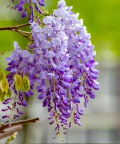 2 Live Purple Wisteria Vines 1 To 2 Ft Tall Live Tree Purple Flowering Tree Beautiful Vining Flower Clusters