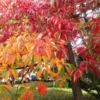 2 Live Sassafras “Cinnamon Tree” Stunning Autumn Colors Beautiful Tree 2-3 Ft Tall Now