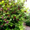 2 Live Sweet Shrubs Carolina Allspice Bushes 2 Ft Tall Now Beautiful Red Blooms Very Fragrant