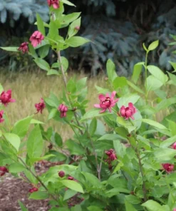 2 Live Sweet Shrubs Carolina Allspice Bushes 2 Ft Tall Now Beautiful Red Blooms Very Fragrant