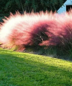 2 Pink Muhly Grass Plants Live 4-8 Inches, Ornamental Perennial Pink Grass Clumps