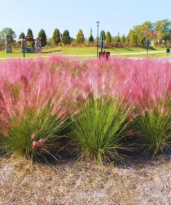 2 Pink Muhly Grass Plants Live 4-8 Inches, Ornamental Perennial Pink Grass Clumps