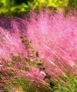 2 Pink Muhly Grass Plants Live 4-8 Inches, Ornamental Perennial Pink Grass Clumps