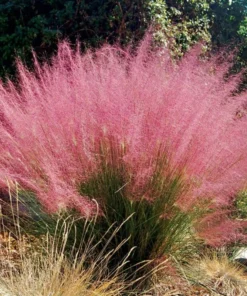 2 Pink Muhly Grass Plants Live 4-8 Inches, Ornamental Perennial Pink Grass Clumps