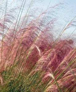 2 Pink Muhly Grass Plants Live 4-8 Inches, Ornamental Perennial Pink Grass Clumps