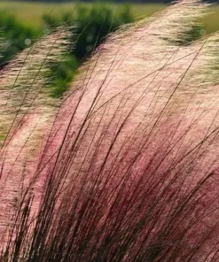2 Pink Muhly Grass Plants Live 4-8 Inches, Ornamental Perennial Pink Grass Clumps