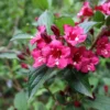 2 Pink Weigela Shrubs Trees Beautiful Bright Pink Red Blooms 2-3 ft Tall