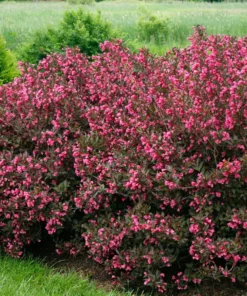 2 Pink Weigela Shrubs Trees Beautiful Bright Pink Red Blooms 2-3 ft Tall