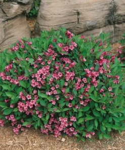 2 Pink Weigela Shrubs Trees Beautiful Bright Pink Red Blooms 2-3 ft Tall