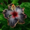 20 Black Pink Purple Hibiscus Seeds for Planting Hibiscus Flowers Plant Flower Seed Perennial Bloom