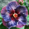 20 Blue Pink Purple Hibiscus Seeds for Planting Hibiscus Flowers Plant Flower Seed Perennial