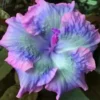 20 Blue Pink Purple Hibiscus Seeds for Planting Hibiscus Flowers Plant Flower Seed Perennial Bloom