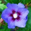 20 Blue Purple Hibiscus Seeds for Planting Hibiscus Flowers Plant Flower Seed Perennial Bloom