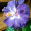 20 Blue White Hibiscus Seeds for Planting Hibiscus Flowers Plant Flower Seed Perennial Bloom