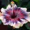20 Cream Pink Purple Hibiscus Seeds for Planting Hibiscus Flowers Plant Flower Seed Perennial Bloom