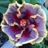 20 Cream Purple Pink Hibiscus Seeds for Planting Hibiscus Flowers Plant Flower Seed Perennial Bloom