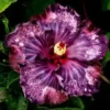 20 Dark Purple Pink Hibiscus Seeds for Planting Hibiscus Flowers Plant Flower Seed Perennial Bloom
