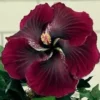 20 Dark Red Black Hibiscus Seeds for Planting Hibiscus Flowers Plant Flower Seed Perennial Bloom