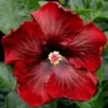 20 Dark Red Hibiscus Seeds for Planting Hibiscus Flowers Plant Perennial Flower Seed Bloom