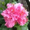 20 Double Bright Pink Hibiscus Seeds for Planting Hibiscus Flowers Plant Flower Seed Perennial Bloom