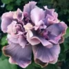 20 Double Gray Purple Hibiscus Seeds for Planting Hibiscus Flowers Plant Flower Seed Perennial Bloom