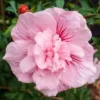 20 Double Light Pink Hibiscus Seeds for Planting Hibiscus Flowers Plant Flower Seed Perennial Bloom