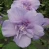 20 Double Light Purple Hibiscus Seeds for Planting Hibiscus Flowers Plant Flower Seed Perennial Bloom