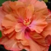 20 Double Orange Pink Hibiscus Seeds for Planting Hibiscus Flowers Plant Flower Seed Perennial Bloom