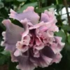 20 Double Pink Gray Hibiscus Seeds for Planting Hibiscus Flowers Plant Flower Seed Perennial Bloom