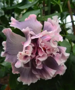 20 Double Pink Gray Hibiscus Seeds for Planting Hibiscus Flowers Plant Flower Seed Perennial Bloom