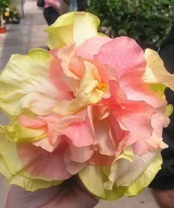 20 Double Pink Orange Hibiscus Seeds for Planting Hibiscus Flowers Plant Flower Seed Perennial Bloom