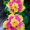 20 Double Pink Yellow Hibiscus Seeds for Planting Hardy Flower Garden Exotic Perennial
