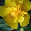 20 Double Yellow Hibiscus Seeds for Planting Hibiscus Flowers Plant Seed Perennial Flower Garden Exotic