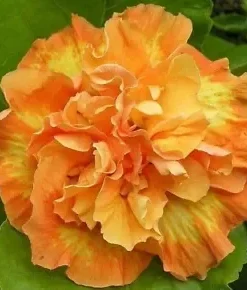 20 Double Yellow Orange Hibiscus Seeds for Planting Hibiscus Flowers Plant Flower Seed Perennial Bloom