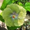 20 Green Hibiscus Seeds for Planting Hibiscus Flowers Plant Flower Seed Perennial Bloom
