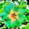 20 Green Yellow Hibiscus Seeds for Planting Hibiscus Flowers Plant Perennial Flower Garden Seed