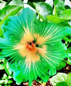 20 Green Yellow Hibiscus Seeds for Planting Hibiscus Flowers Plant Perennial Flower Garden Seed