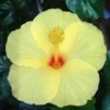 20 Light Yellow Hibiscus Seeds for Planting Hibiscus Flowers Plant Flower Seed Perennial Bloom
