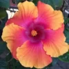 20 Orange Pink Hibiscus Seeds for Planting Hibiscus Flowers Plant Flower Seeds Perennial Bloom