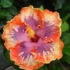 20 Orange Purple Hibiscus Seeds for Planting Hibiscus Flowers Plant Perennial Flower Seed Bloom