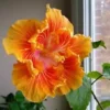 20 Orange Yellow Hibiscus Seeds for Planting Hibiscus Flowers Plant Flower Seed Perennial Bloom