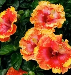 20 Orange Yellow Red Hibiscus Seeds for Planting Hibiscus Flowers Plant Flower Seed Perennial Bloom