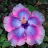 20 Pink Blue Hibiscus Seeds for Planting Hibiscus Flowers Plant Flower Seed Perennial Bloom