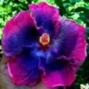 20 Pink Blue Hibiscus Seeds for Planting Hibiscus Flowers Plant Flower Seed Perennial Tropical